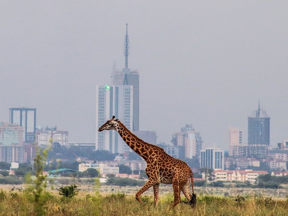 Nairobi National Park, Nairobi
