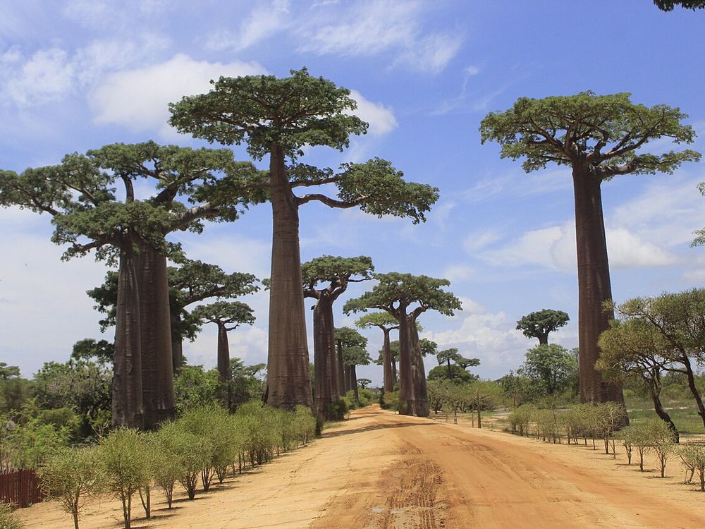 La Avenida de los Baobabs, Cerca de Morondava