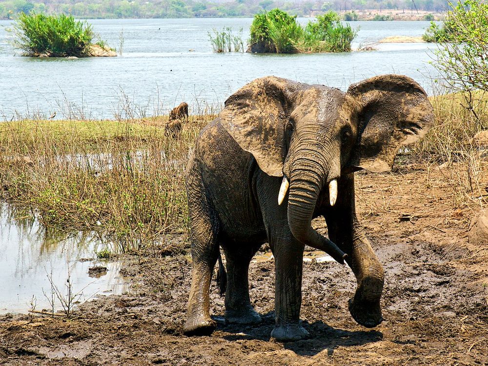 La Reserva de Fauna de Majete, Valle del bajo Shire, al suroeste de Blantyre