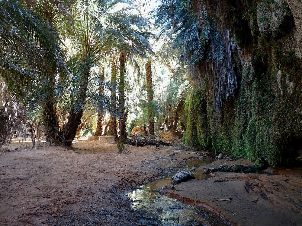 El oasis de Terjit, Al sur de Atar