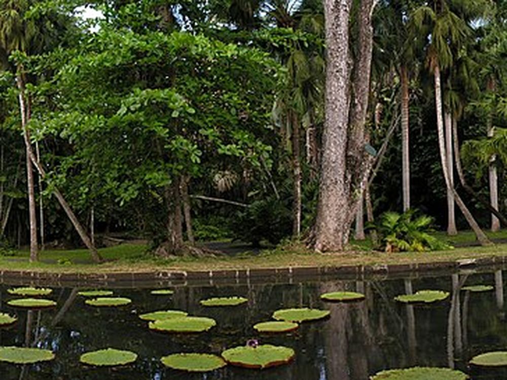 Il giardino botanico di Pamplemousses, Pamplemousses, nord
