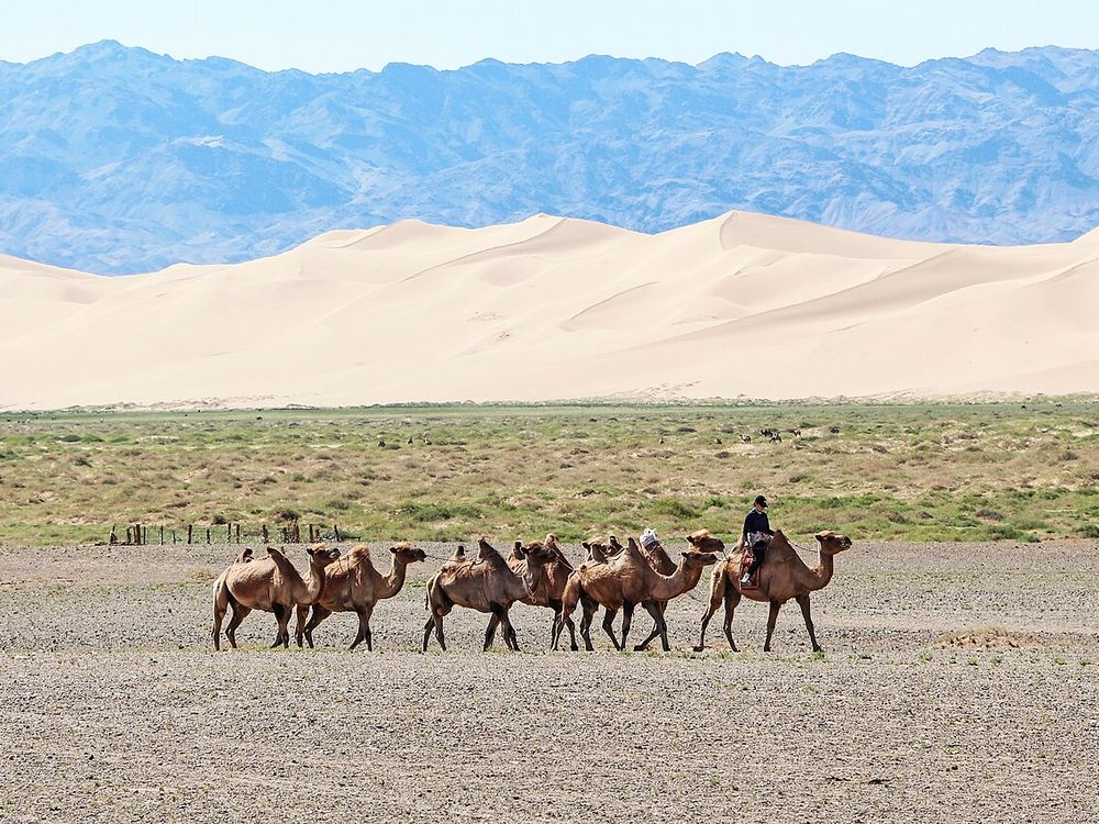 Khongoryn Els, Parque Nacional Gobi Gurvansaikhan