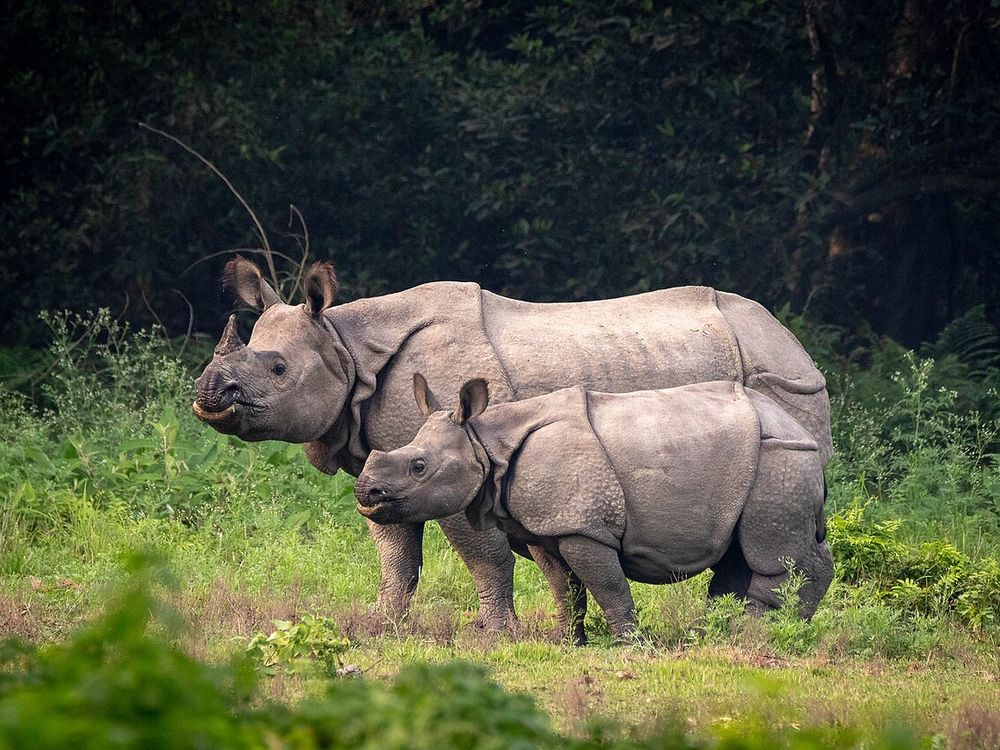 Il Parco nazionale di Chitwan, Sauraha, il Terai