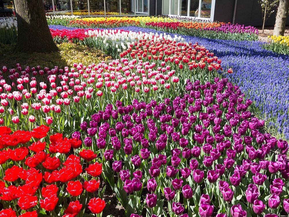 Keukenhof, Lisse, in spring