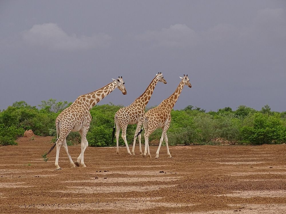 De giraffen van Kouré, Kouré, zo'n 60 km ten zuidoosten van Niamey