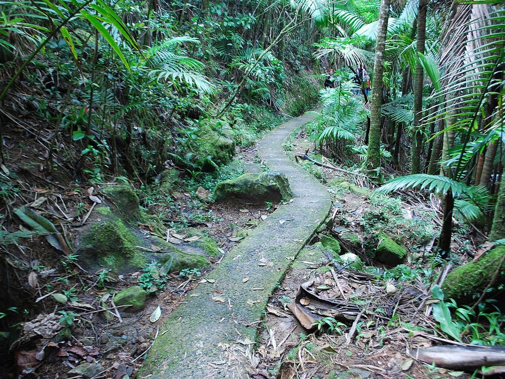 El Bosque Nacional El Yunque, Río Grande, al este de San Juan