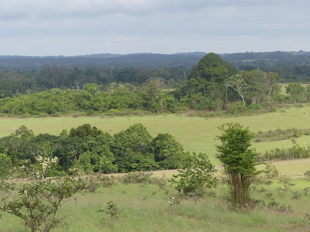 Il Parco nazionale di Conkouati-Douli, Costa del Kouilou, vicino al confine con il Gabon