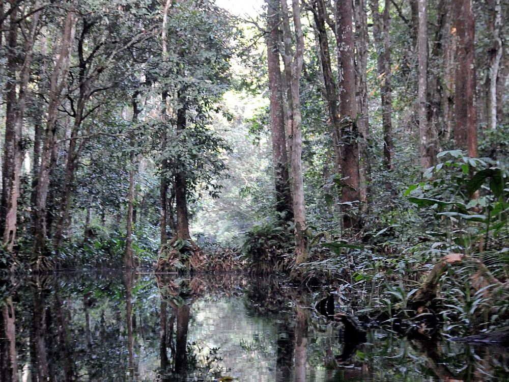 Il Parco nazionale di Nouabalé-Ndoki, Sangha, estremo nord
