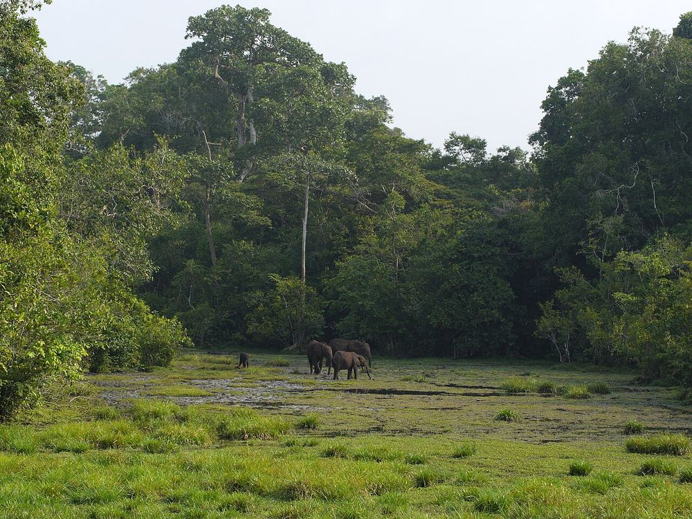 Il Parco nazionale di Odzala-Kokoua, Cuvette-Ouest, Congo nord-occidentale