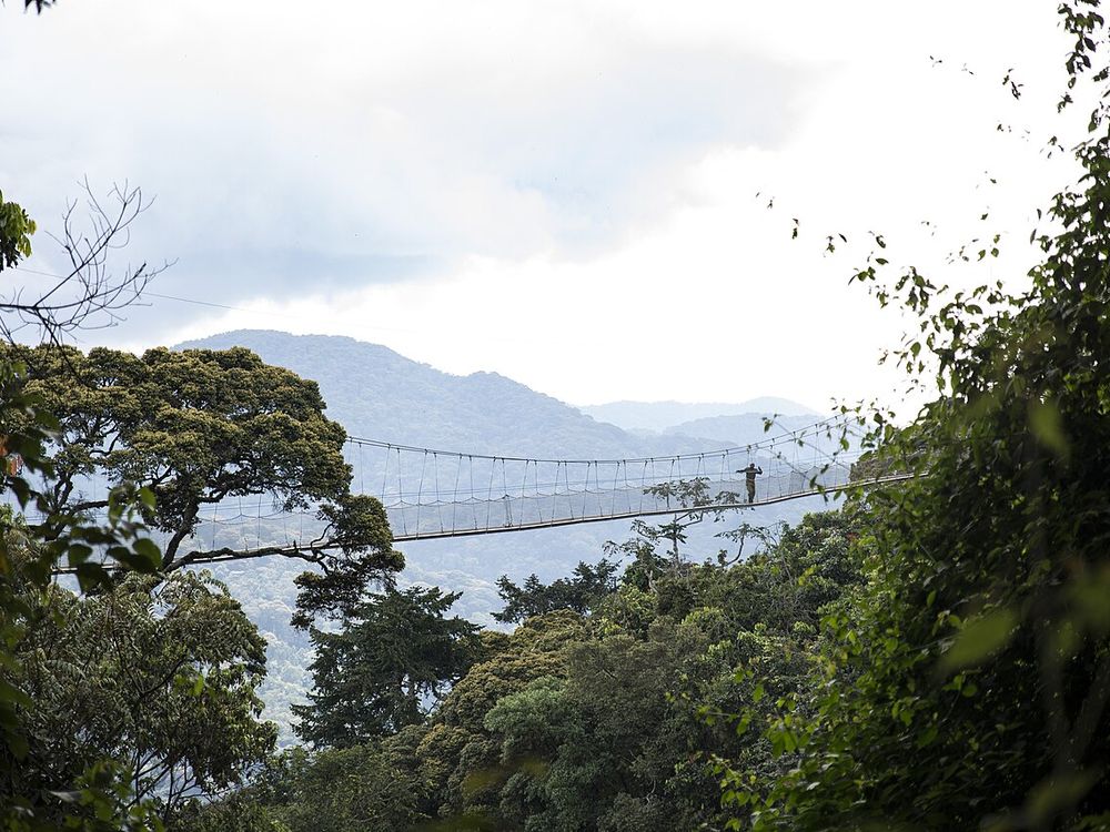 La pasarela por las copas de Nyungwe, Parque Nacional de Nyungwe, suroeste