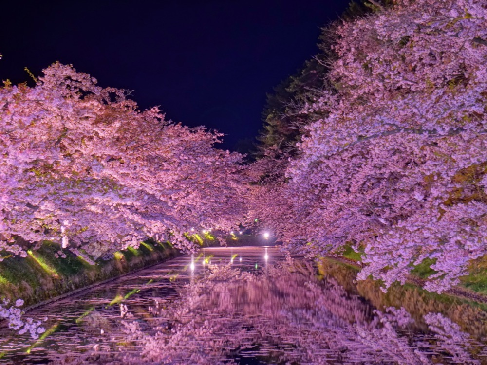 Cherry trees lit at night and reflected in the moat of Hirosaki Castle