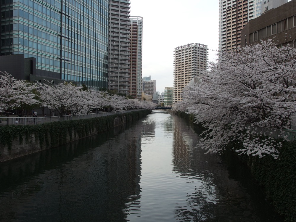 Cherry trees in bloom along both banks of the Meguro River in Tokyo
