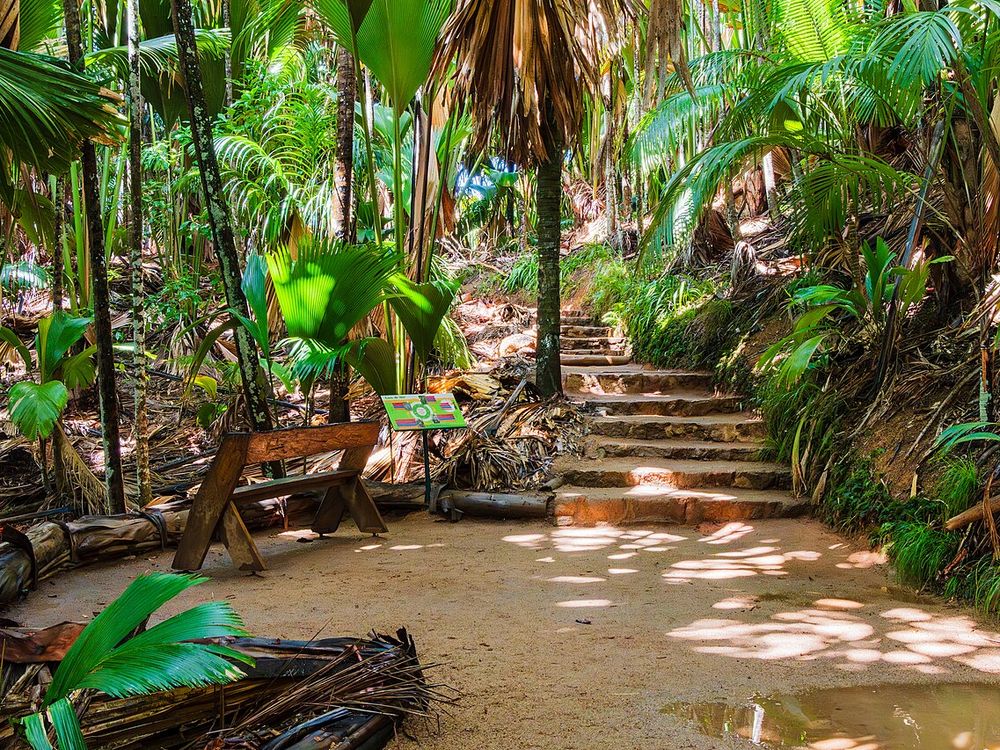 Vallée de Mai, Praslin