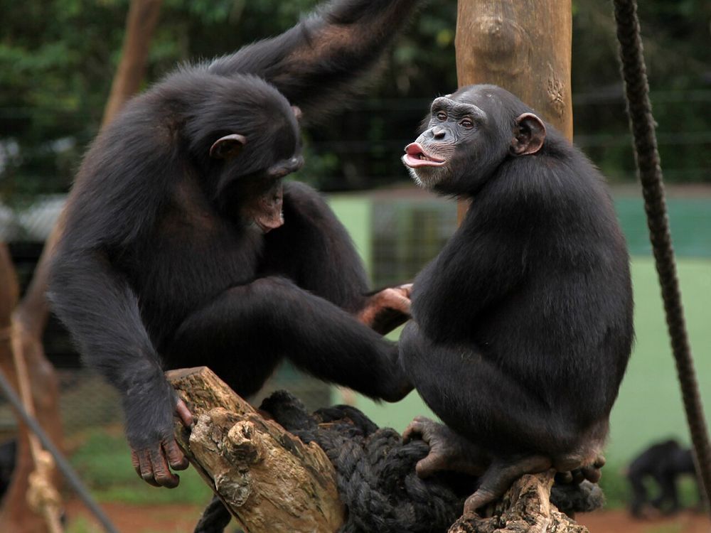 Santuário de Chimpanzés de Tacugama, Parque Nacional da Península da Área Ocidental, acima de Freetown