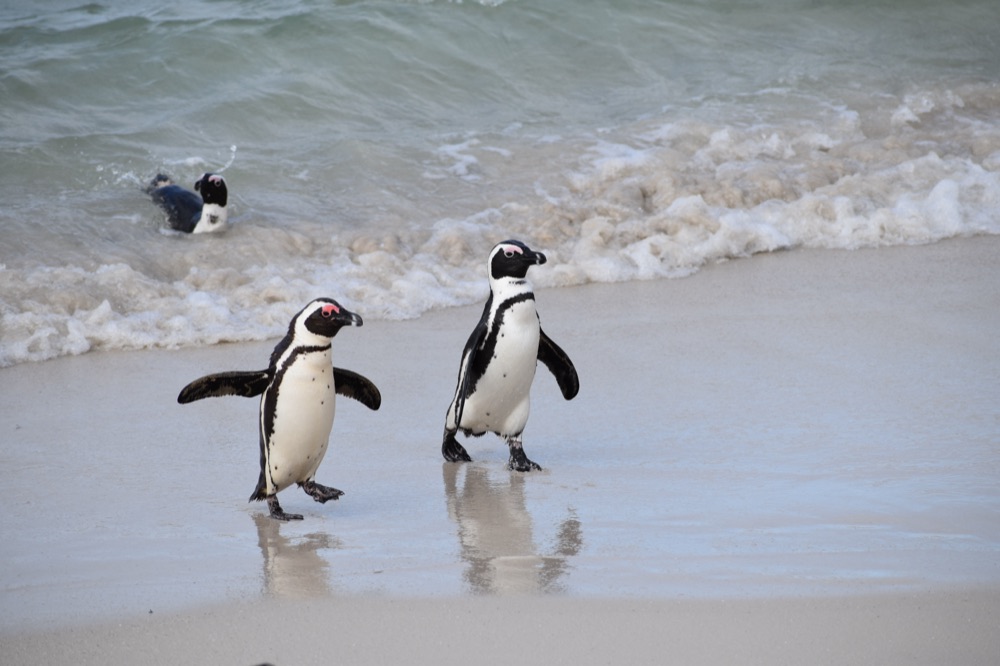 Boulders Beach penguins, Simon's Town, False Bay