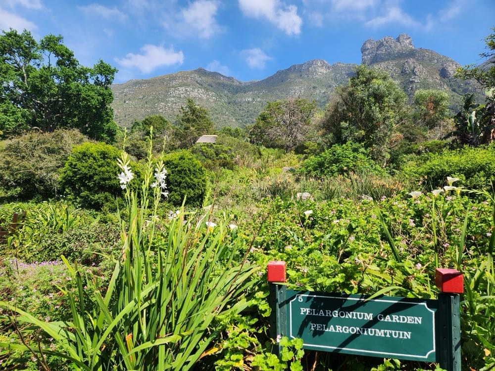 Kirstenbosch National Botanical Garden, Southern suburbs, on the slopes of the mountain