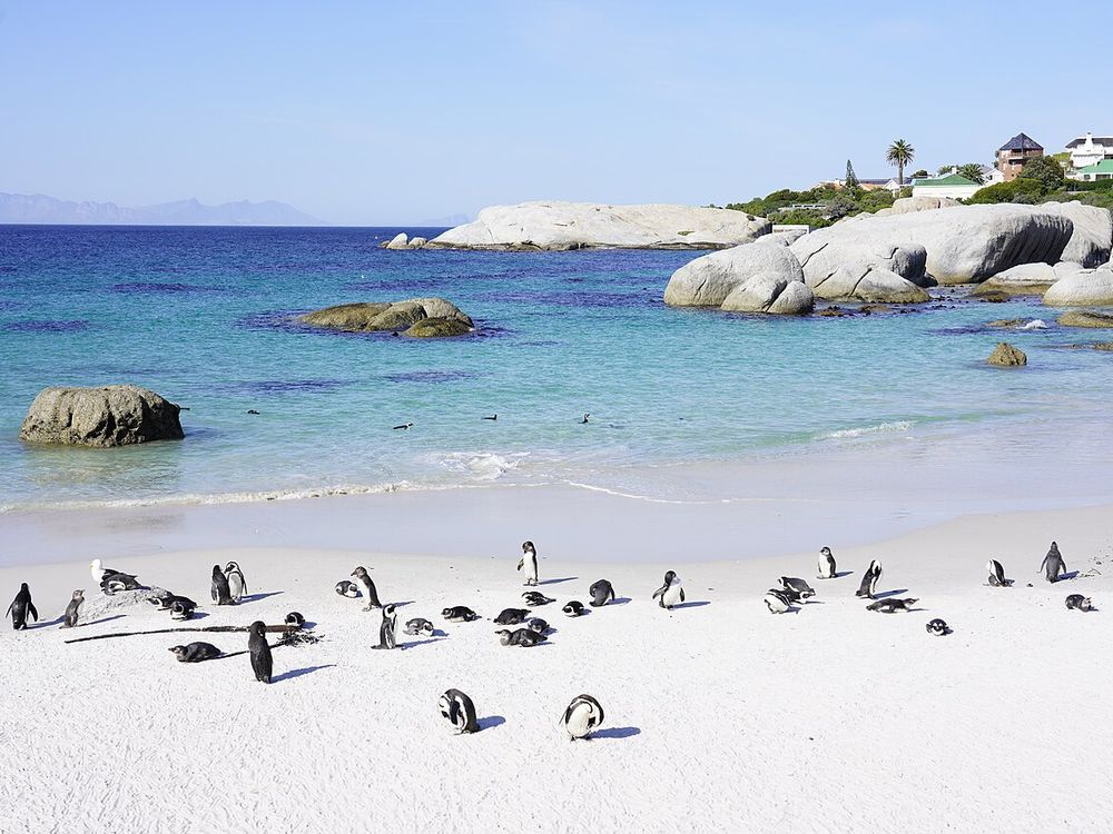 Boulders Beach, Simon's Town, Cape Peninsula