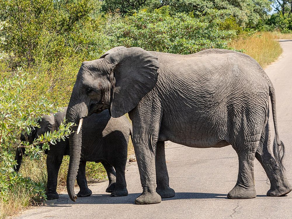 Kruger National Park, Mpumalanga and Limpopo