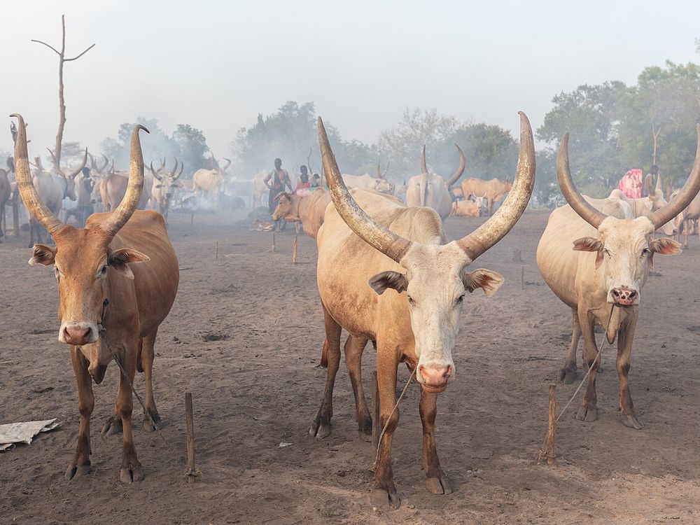 De veekampen van de Mundari, Terekeka, ten noorden van Juba
