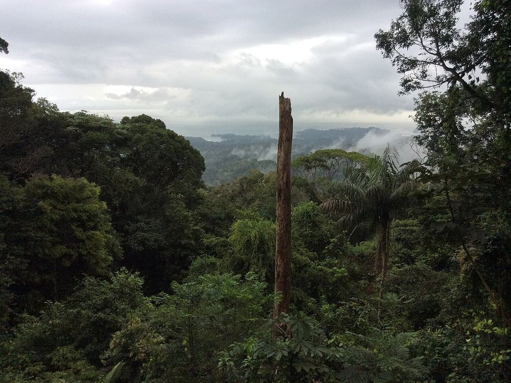 Parque Natural Brownsberg, Brokopondo, al sur de Paramaribo