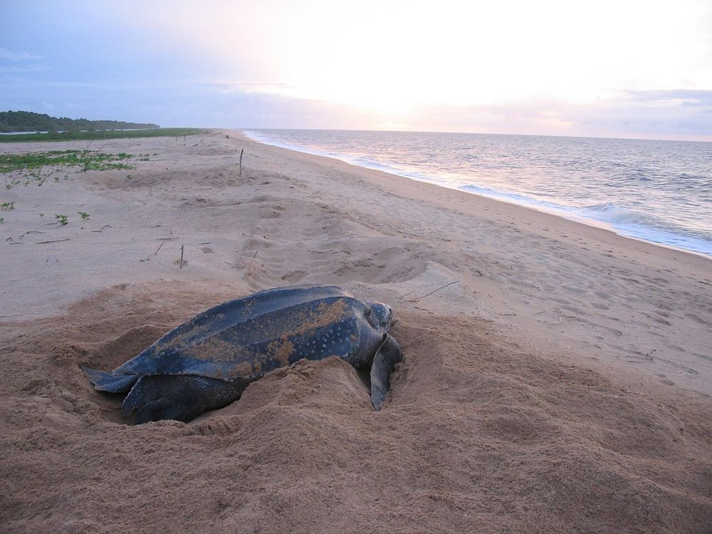 Las playas de tortugas de Galibi, Marowijne, en el río fronterizo