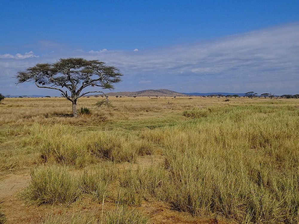 O Serengeti, Norte da Tanzânia