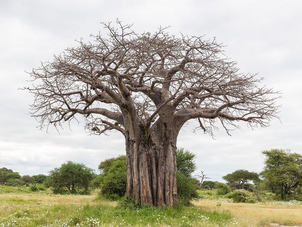 O Parque Nacional de Tarangire, A cerca de duas horas de Arusha