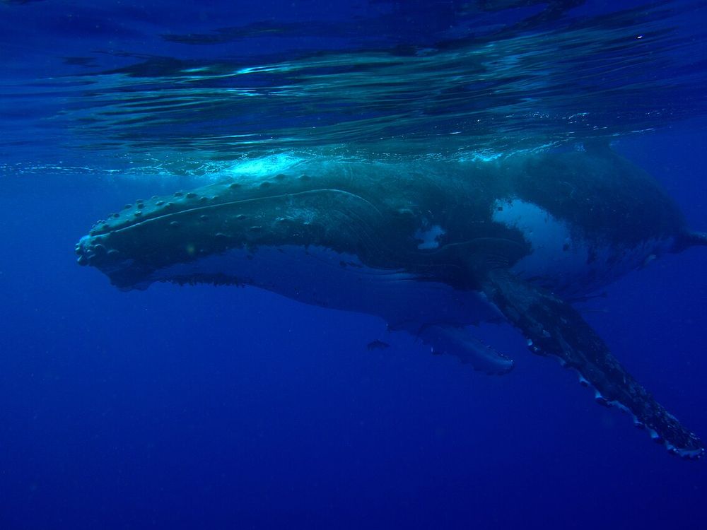 Nuotare con le megattere, Vava'u, Ha'apai e 'Eua
