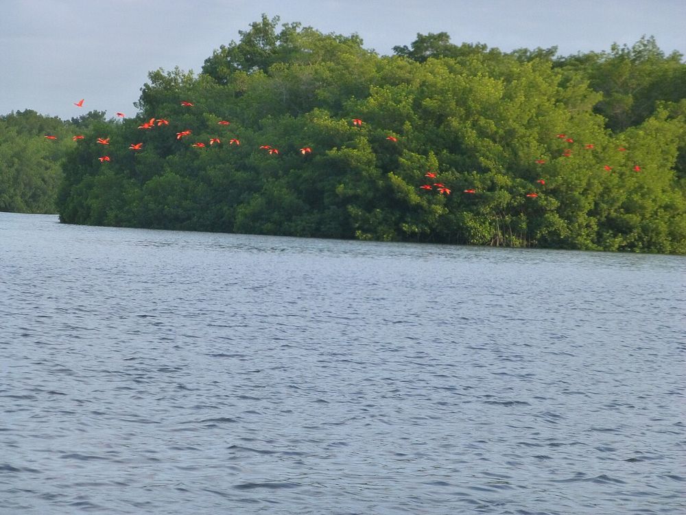 Santuario degli uccelli di Caroni, Palude di Caroni, a sud di Port of Spain