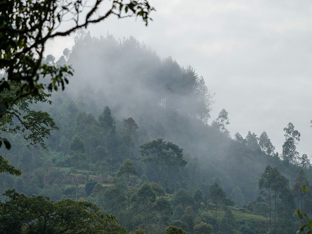 La selva impenetrable de Bwindi, Suroeste de Uganda