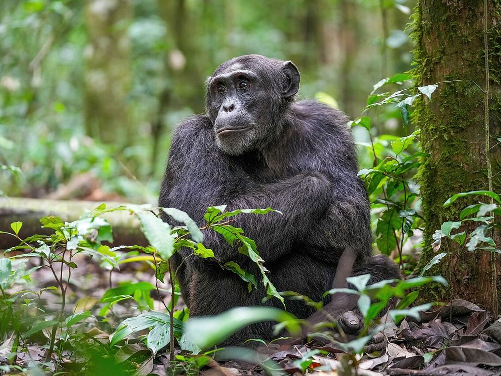 El Parque Nacional del Bosque de Kibale, Cerca de Fort Portal