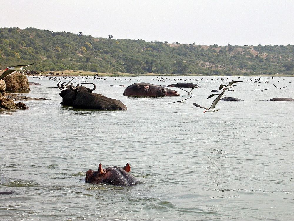 El Parque Nacional Queen Elizabeth, Oeste de Uganda