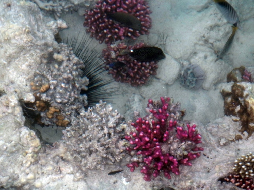 Coral and fish on a reef off Hurghada in the Red Sea
