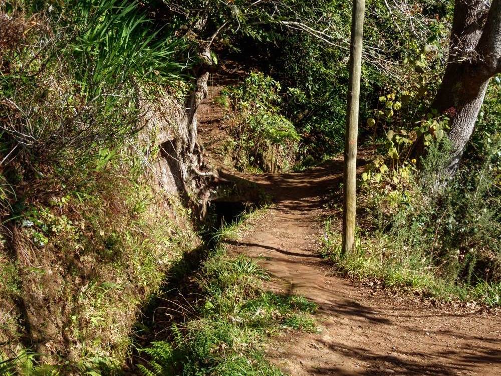 A path beside the Levada da Serra do Faial through green forest on Madeira