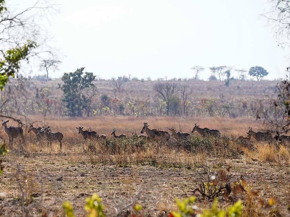 El Parque Nacional de Kafue, Al oeste de Lusaka