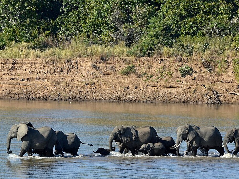 El Parque Nacional de South Luangwa, Cerca de Mfuwe, este de Zambia
